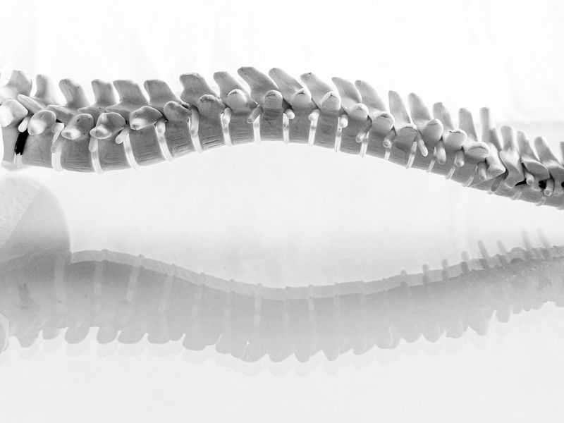 Wirbels&auml;ulenexperte Frankfurta